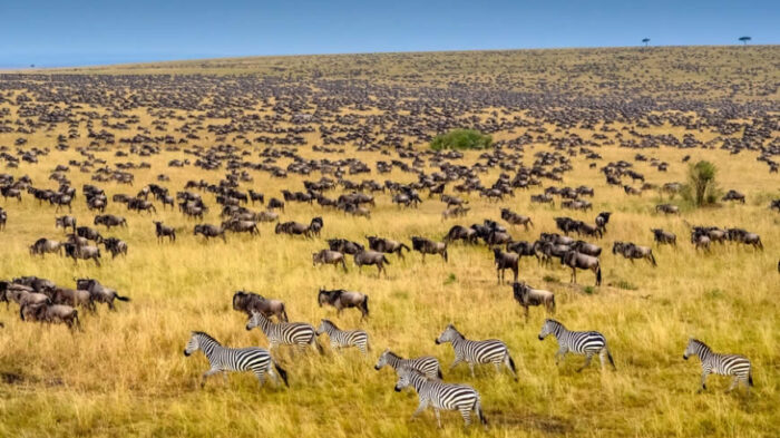 20-Day Classic Grand Kenya and Tanzania Expedition - Kenya & Tanzania safari