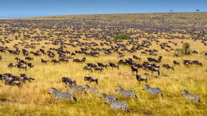 20-Day Classic Grand Kenya and Tanzania Expedition - Kenya & Tanzania safari