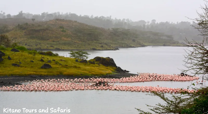 4-Day Arusha-NP and Mkomazi NP (Rhino-Sanctuary) - Tanzania safari gallery image