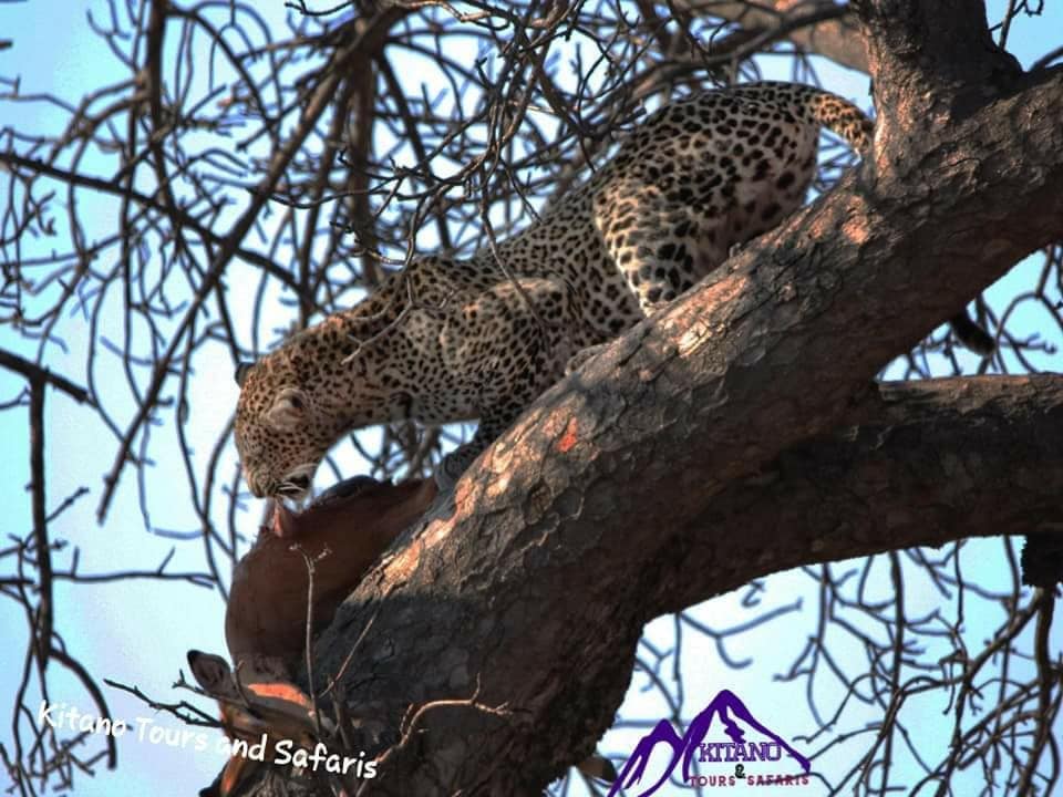 5-Day Wildife, Cultural, Coffee and Waterfall Tour - Tanzania safari gallery image