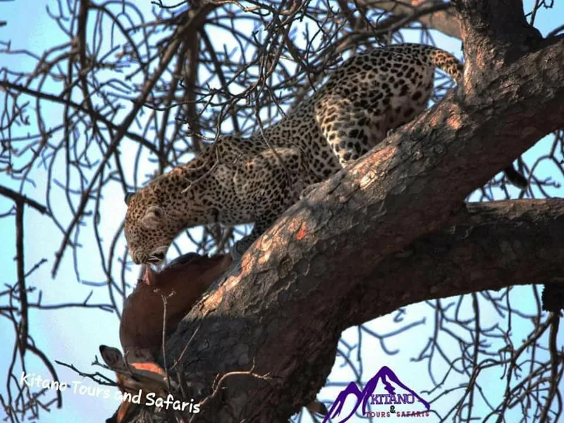 5-Day Wildife, Cultural, Coffee and Waterfall Tour - Tanzania safari gallery image