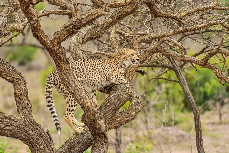 15 Days From Home of Black Rhinos to Mountain of God - Tanzania safari gallery image