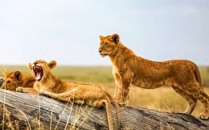 1-Day Private Game Drive Safari to Mikumi from Zanzibar - Tanzania safari gallery image