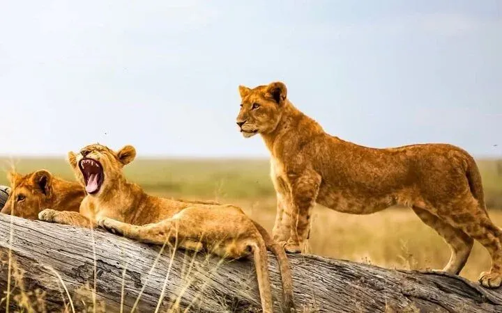 13-Day Kenya Safari & the Seychelles - Kenya safaris gallery image