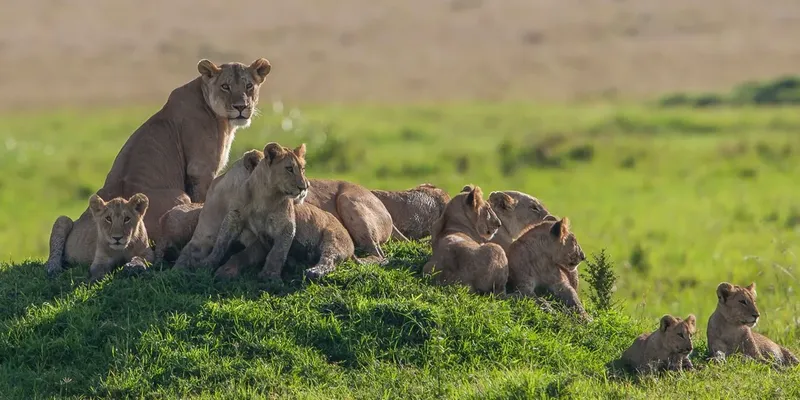 1-Day Zanzibar to Nyerere National Park (Couples) - Tanzania safari