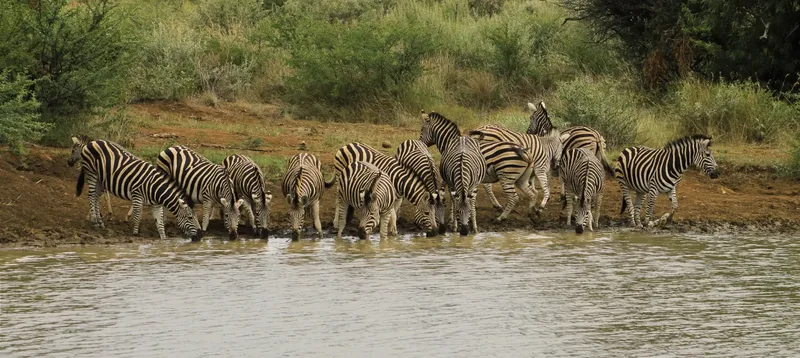 2-Day Amboseli Wildlife Safari - Kenya tours gallery image