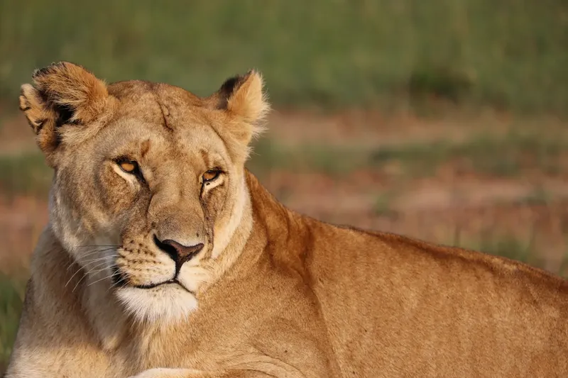 2-Day Amboseli Wildlife Safari - Kenya tours gallery image