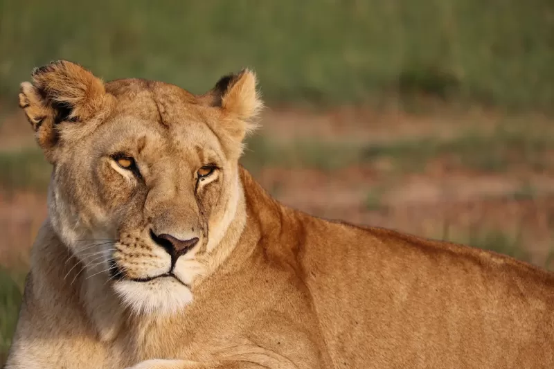 7-Day Delight (Khwai -Okavango) gallery image