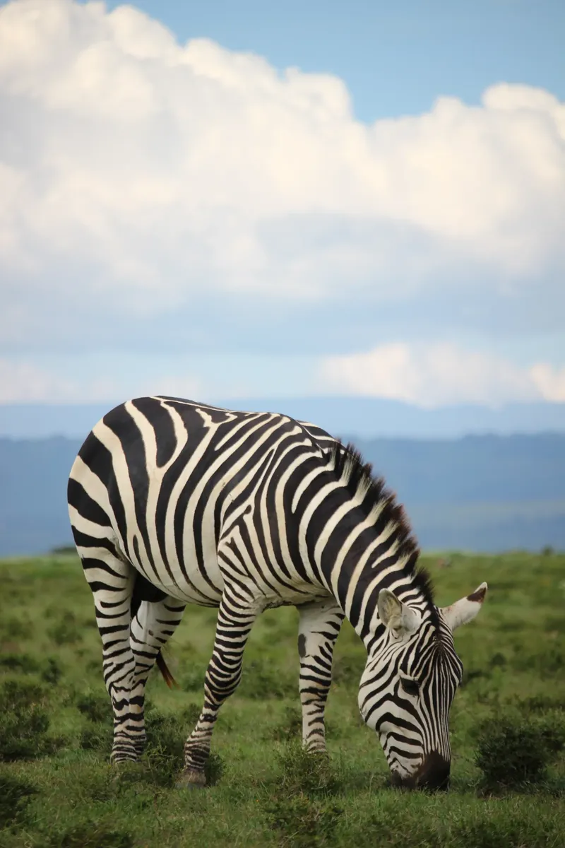 1-Day Nairobi National Park Budget Tour  - Kenya safaris gallery image