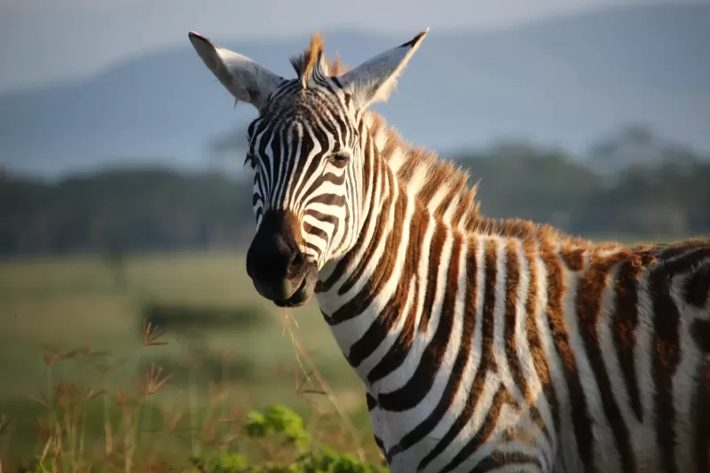 7-Day Delight (Khwai -Okavango) gallery image