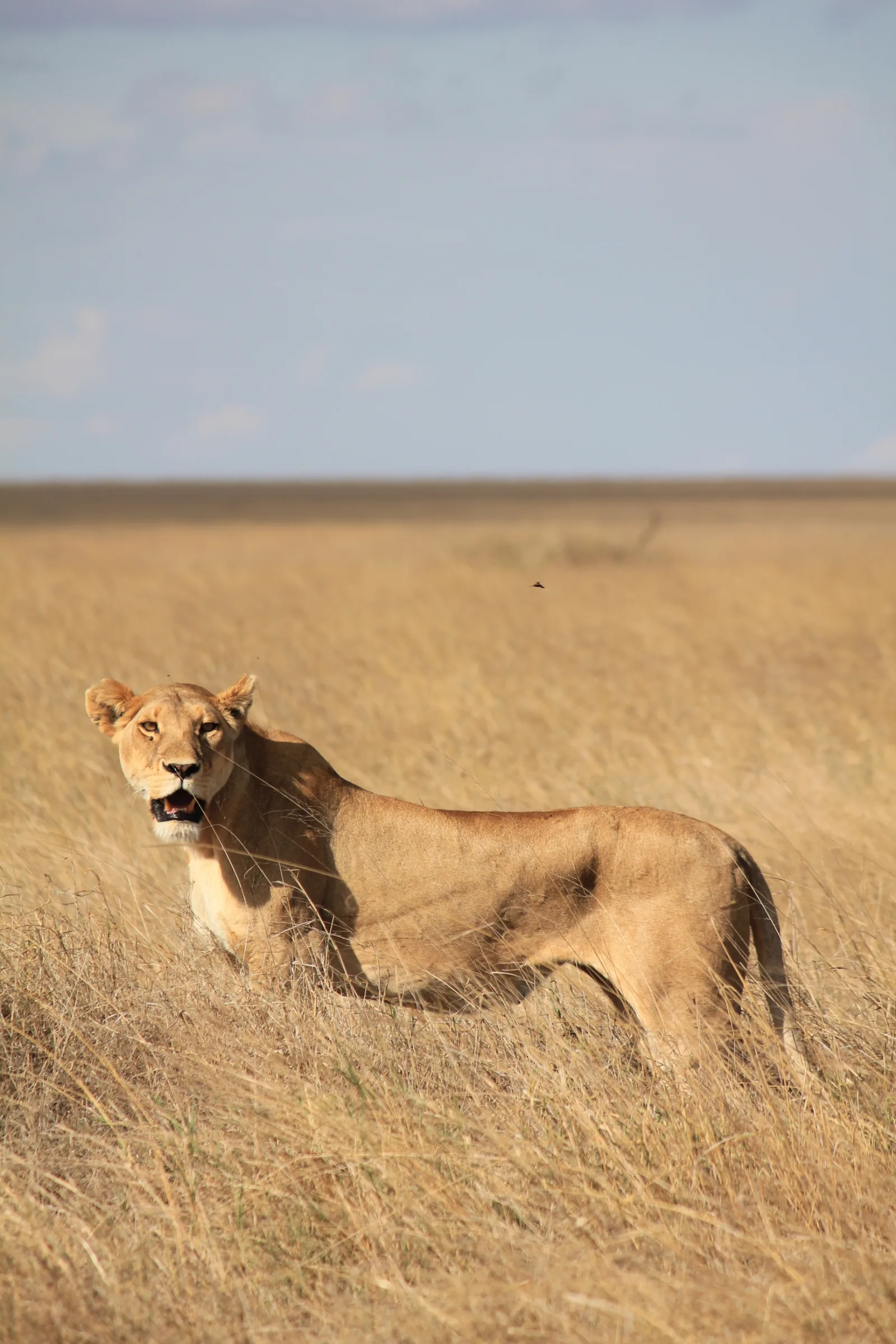 2-Day Amboseli Wildlife Safari - Kenya tours gallery image