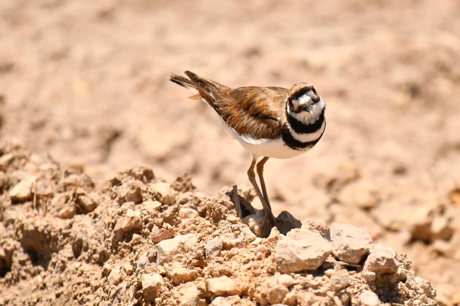 5-Day South Omo Valley and Lalibela Tour gallery image