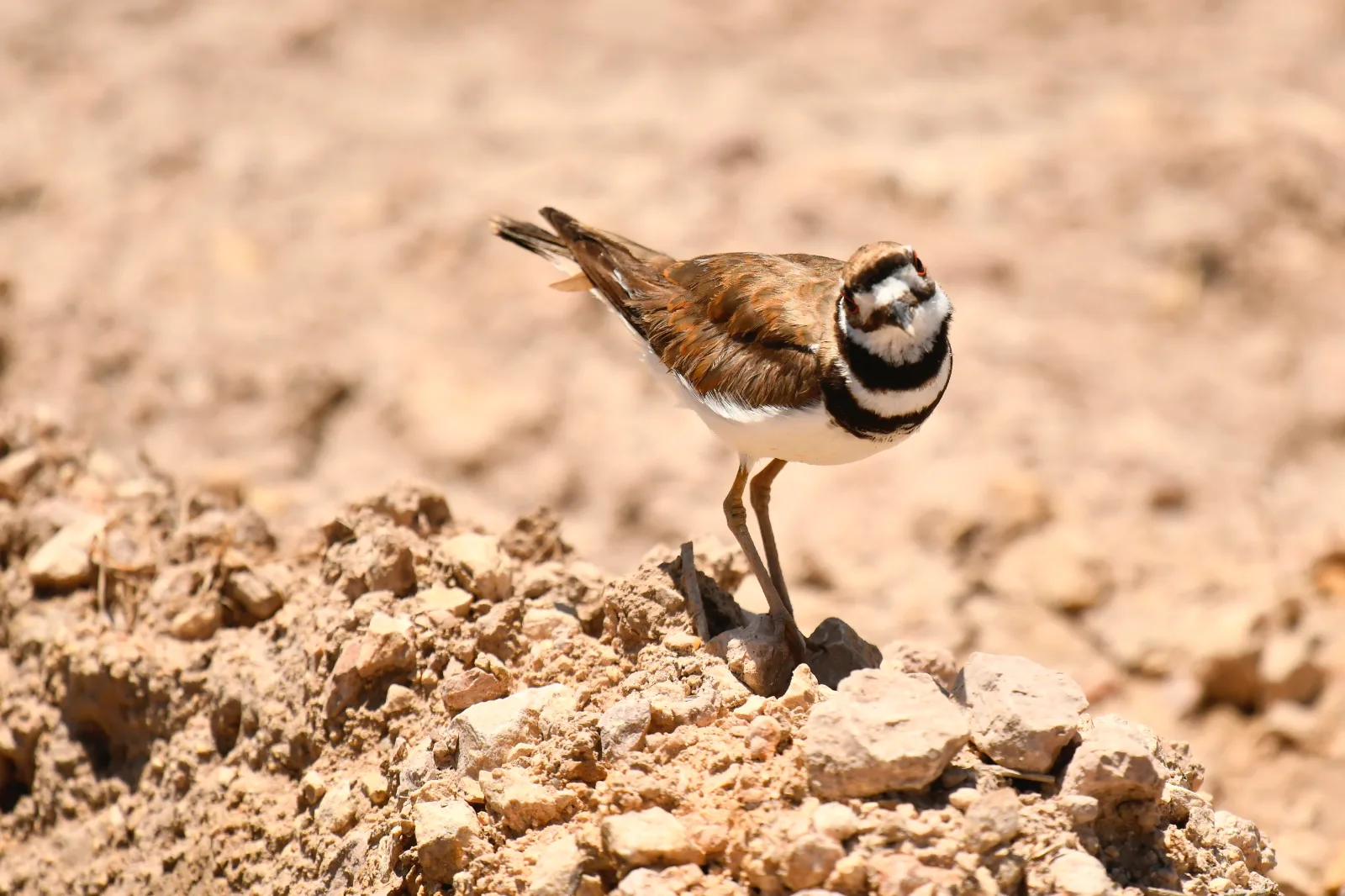 2-Day Amboseli Wildlife Safari - Kenya tours gallery image