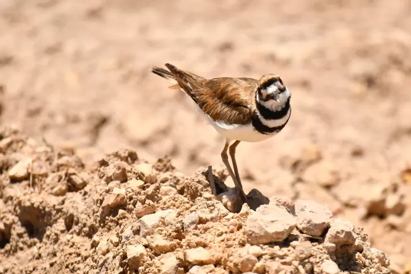 5-Day Awash National Park & Harar Tour gallery image