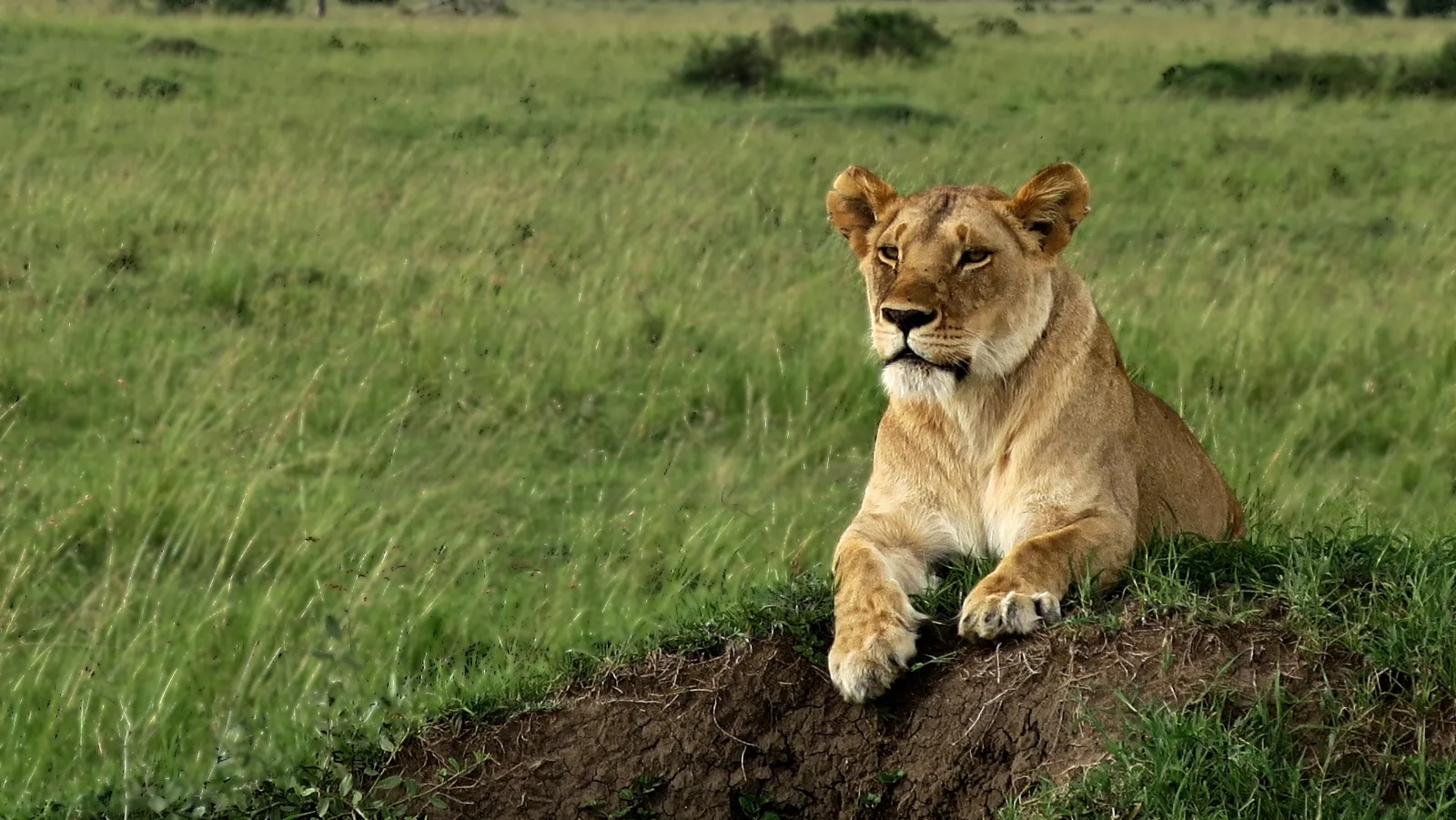 7-Day Delight (Khwai -Okavango) gallery image