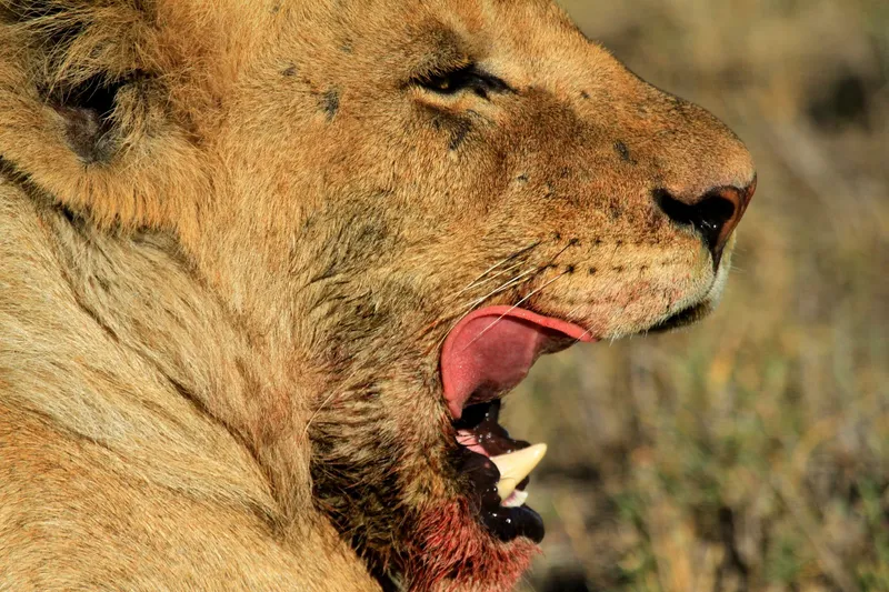 2-Day Maasai Mara Fly-in Safari - Kenya tours