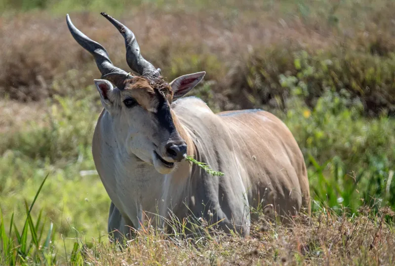 ½-Day Tour to Nairobi National Park - Kenya safaris