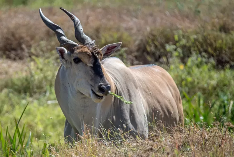 7-Day Delight (Khwai -Okavango) gallery image