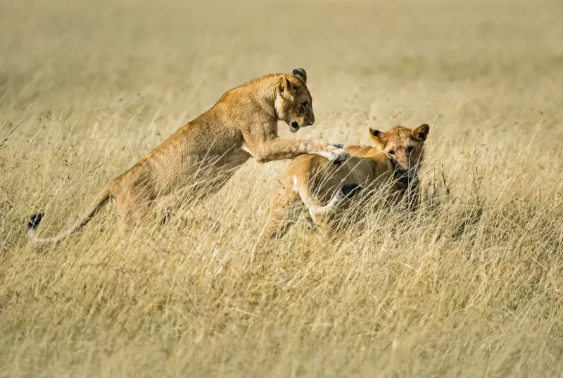 5-Day Awash National Park & Harar Tour gallery image