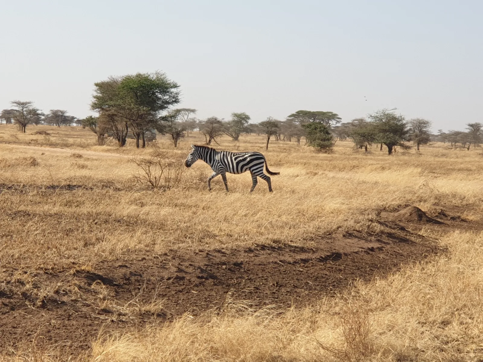 8 Days  Maun to Victoria Falls Accommodated Trip gallery image