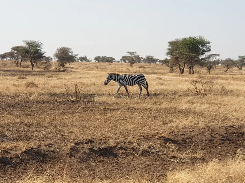 Tanzania Group Joining 3-Day Fly-In Fly-Out Serengeti Safari from Zanzibar gallery image