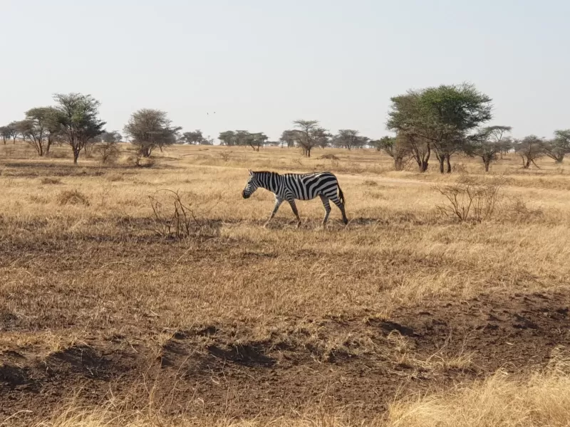 8 Days   Victoria Falls, Hwange, & Chobe Safari gallery image