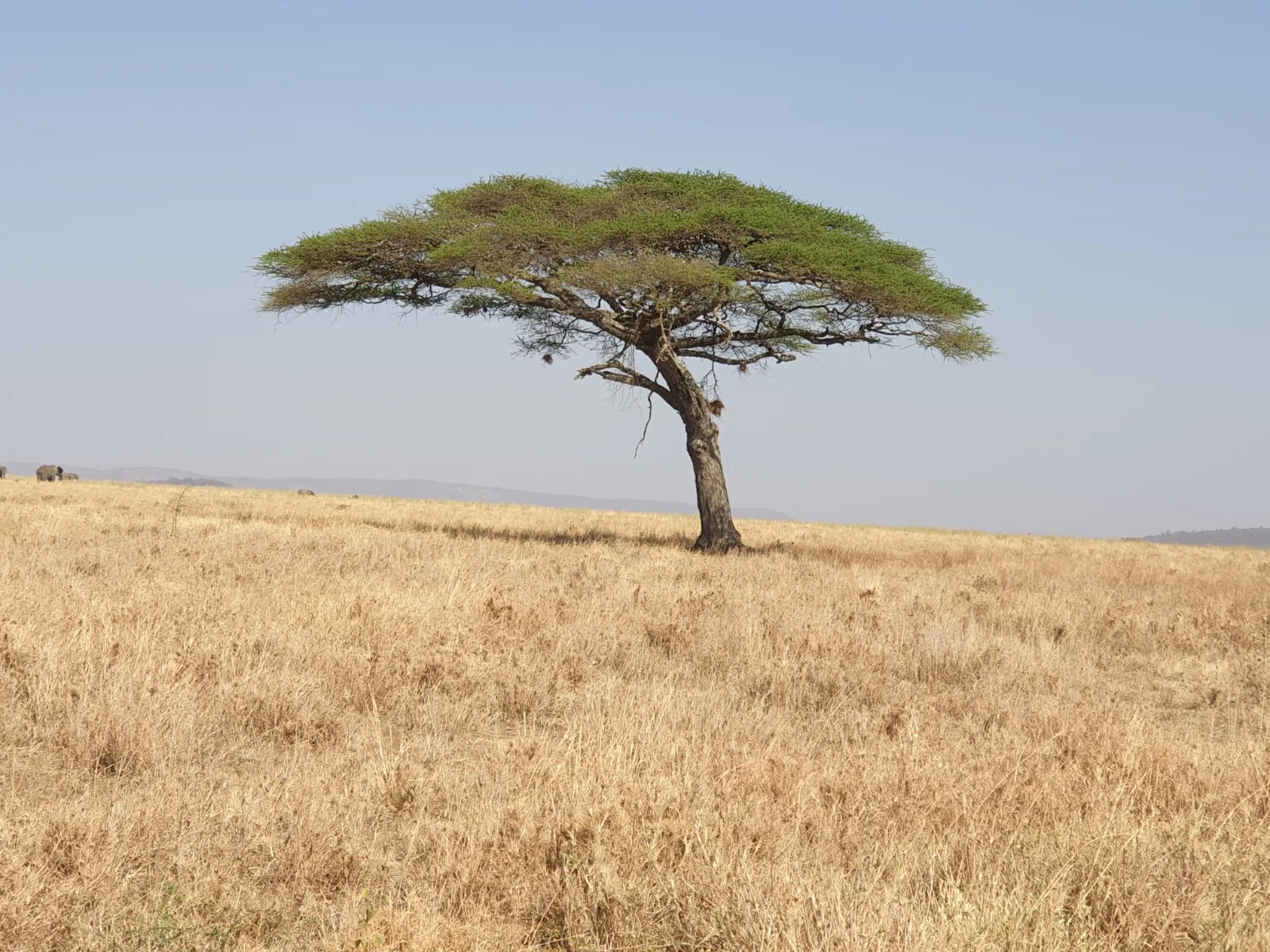 8-Days  Botswana Safari Adventure gallery image