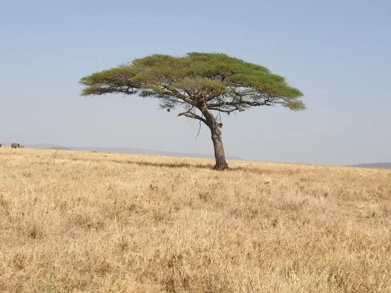 8-Days  Botswana Safari Adventure gallery image