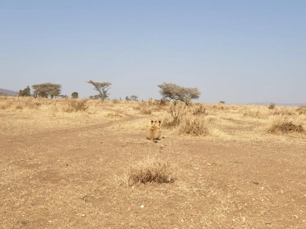 2-Day Mikumi National Park Private Safari& Maasai Tour - Tanzania safari