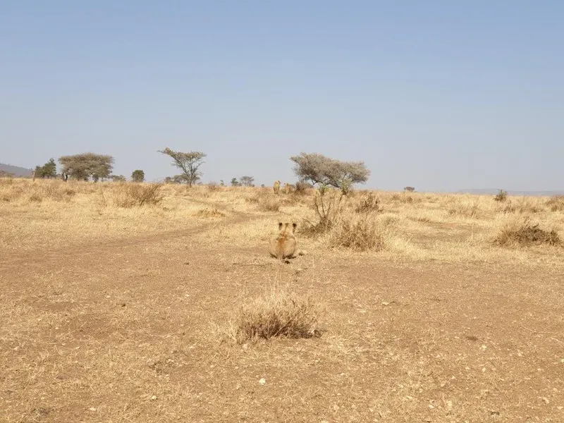 2-Day Mikumi National Park Private Safari& Maasai Tour - Tanzania safari