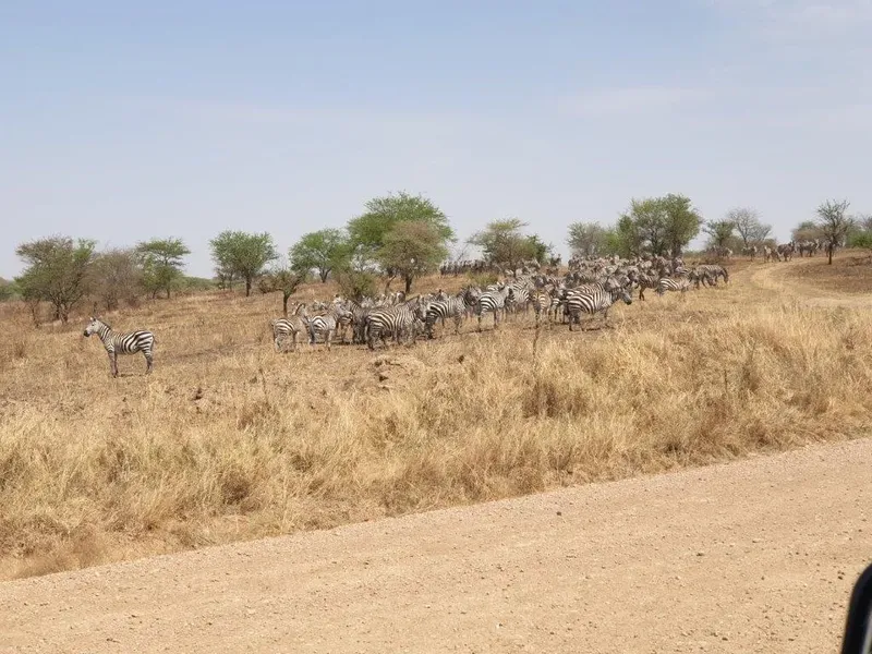 3-Day Fly-in Safari from Zanzibar to Serengeti National Park & Ngorongoro Crater