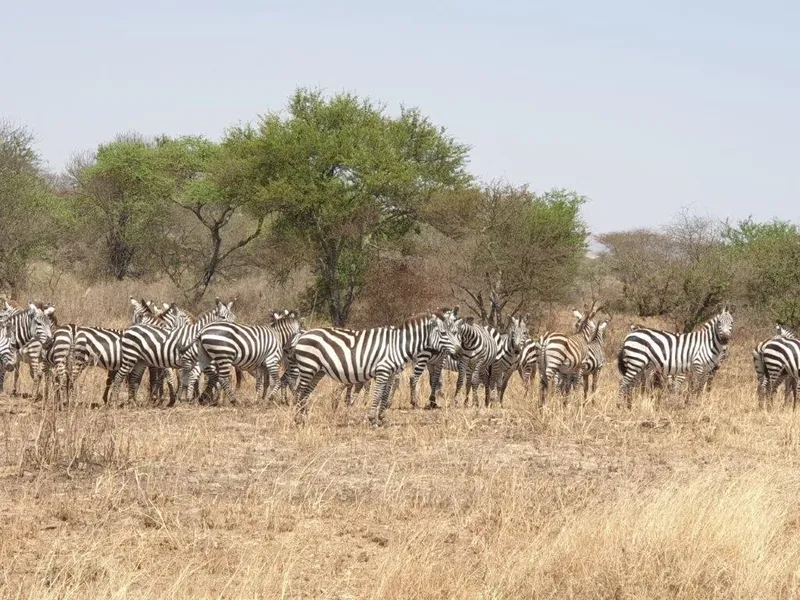 9-Day Mid-July - Sept - Bush to Beach - Exclusive Style - Tanzania safari gallery image
