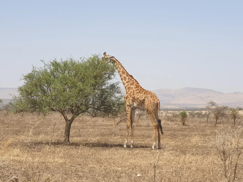 2-Day Mid Range Mikumi National Park Safari - Tanzania safari