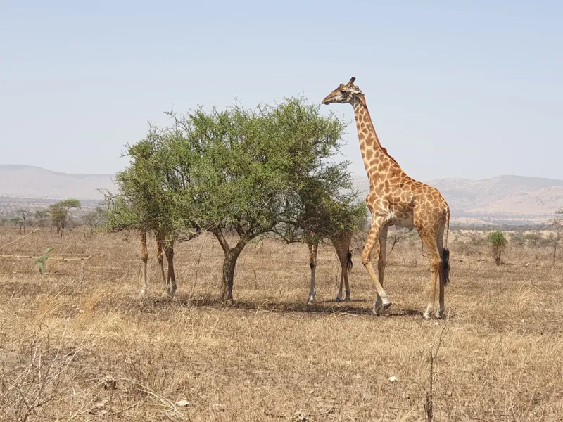 Best 4-Day Group Joining Safari from Zanzibar to Tanzania's Top 3 Wildlife Parks gallery image