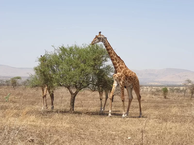 6-Days  Chobe Wildlife and Okavango Delta gallery image