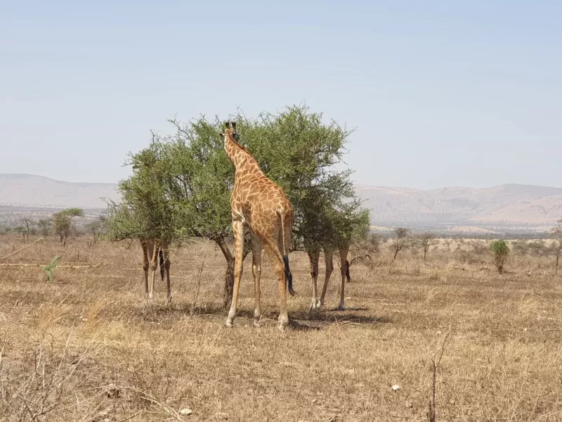 1-Day Trip to Mikumi National Park by Express Train - Tanzania safari