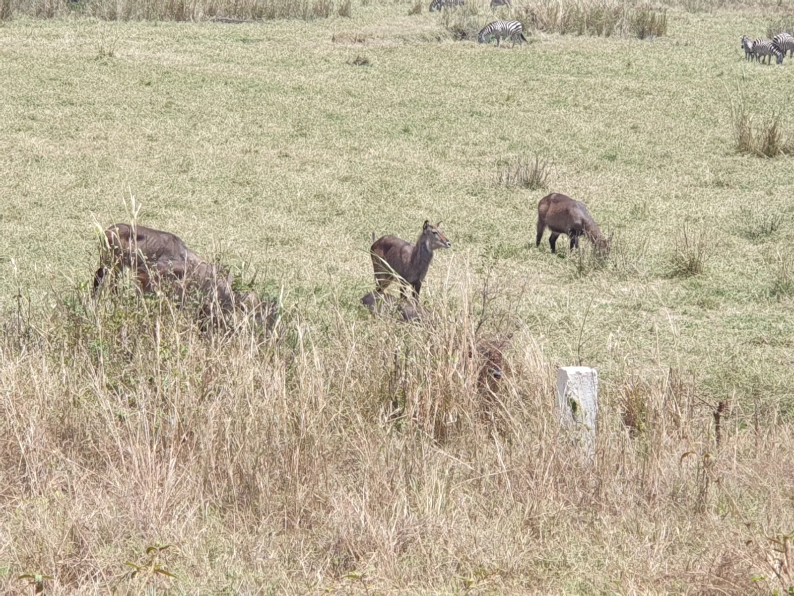 2-Day Mid Range Mikumi National Park Safari - Tanzania safari gallery image