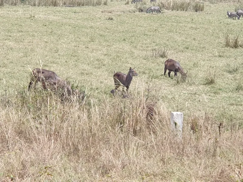2-Day Mid Range Mikumi National Park Safari - Tanzania safari gallery image