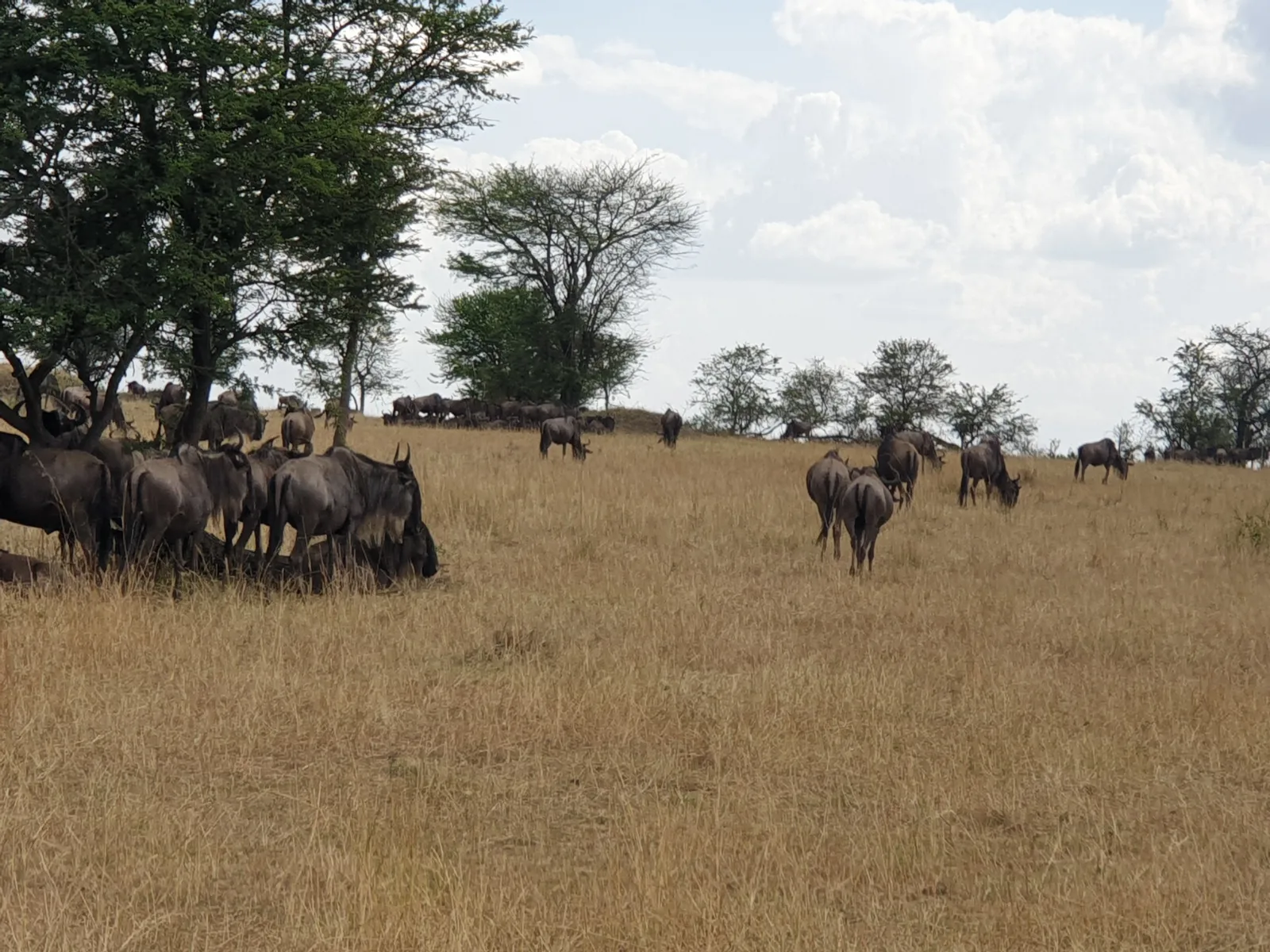 8-Days  Beauty of Botswana Chobe, Linyanti and the Delta gallery image