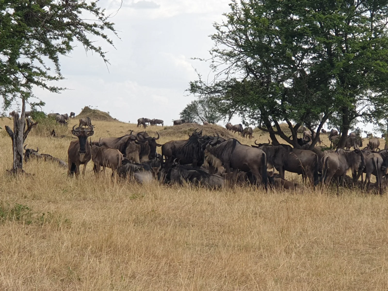 8 Days  Okavango Delta, Moremi, Savuti, Chobe & Vic Falls gallery image