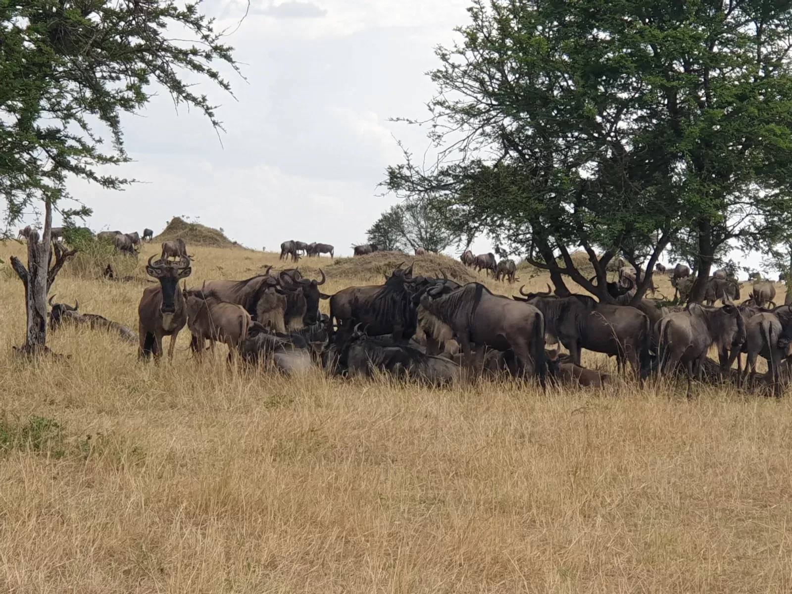 Discover Ndutu Migration Season  6 Day Tanzania Safari hero photo