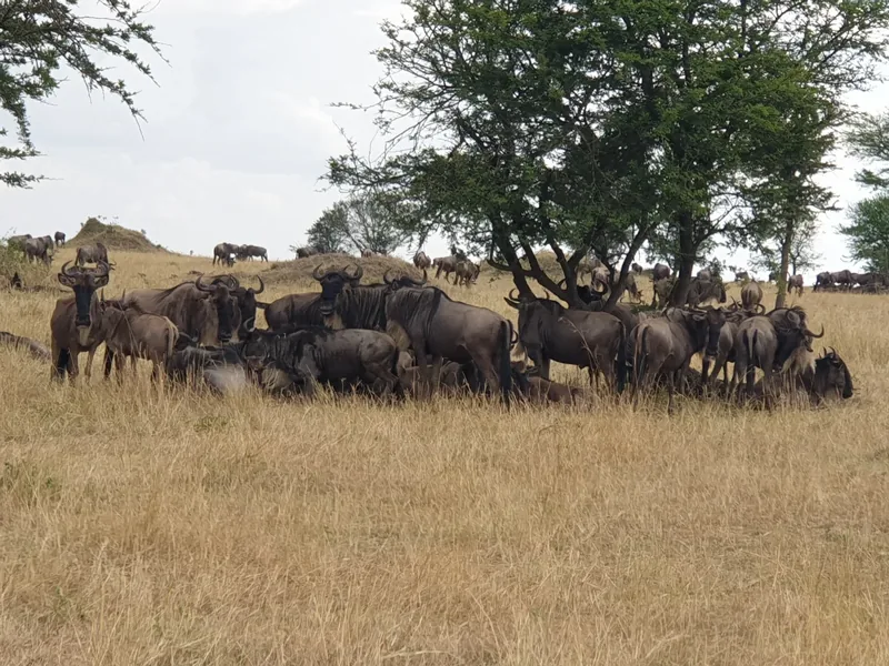 Ultimate 9-Day Tanzania enjoyment Safari from Zanzibar with Flights - Tanzania safari