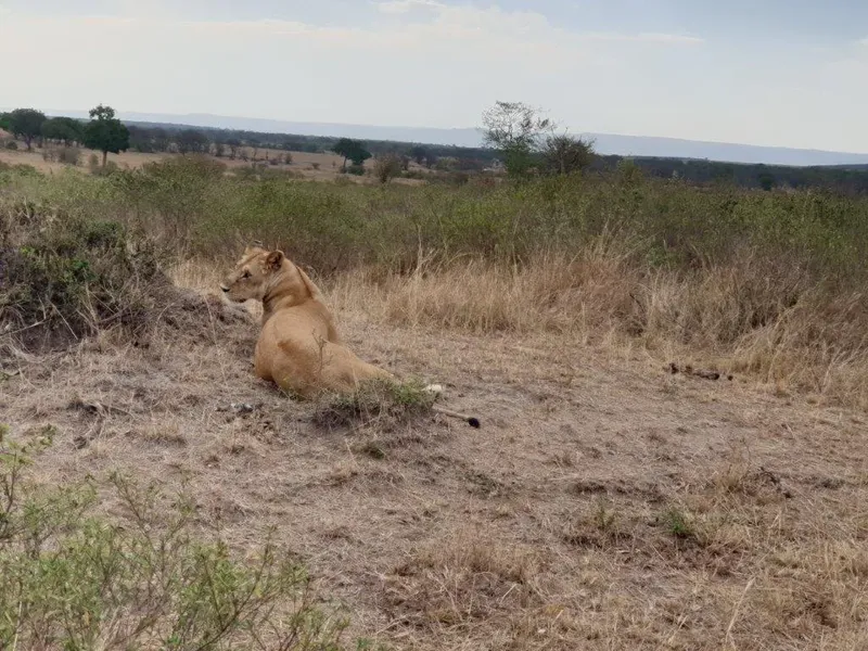 2-Day Safari to Mikumi by Train 2 Game Drives & Maasai - Tanzania safari gallery image