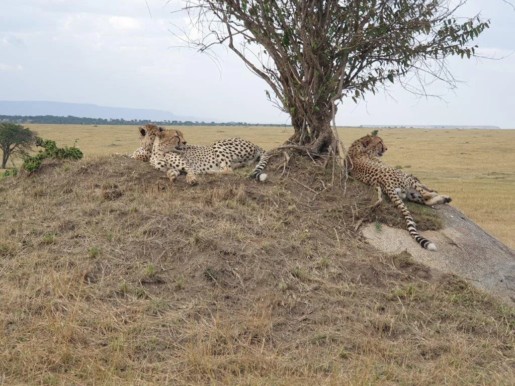 2-Day Safari to Mikumi by Train 2 Game Drives & Maasai - Tanzania safari gallery image