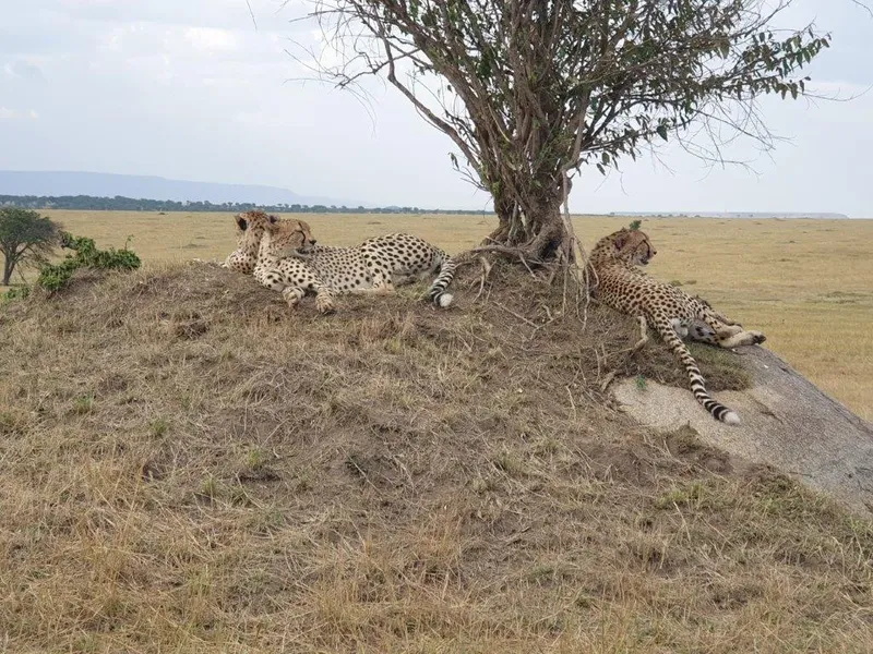 2-Day Safari to Mikumi by Train 2 Game Drives & Maasai - Tanzania safari gallery image