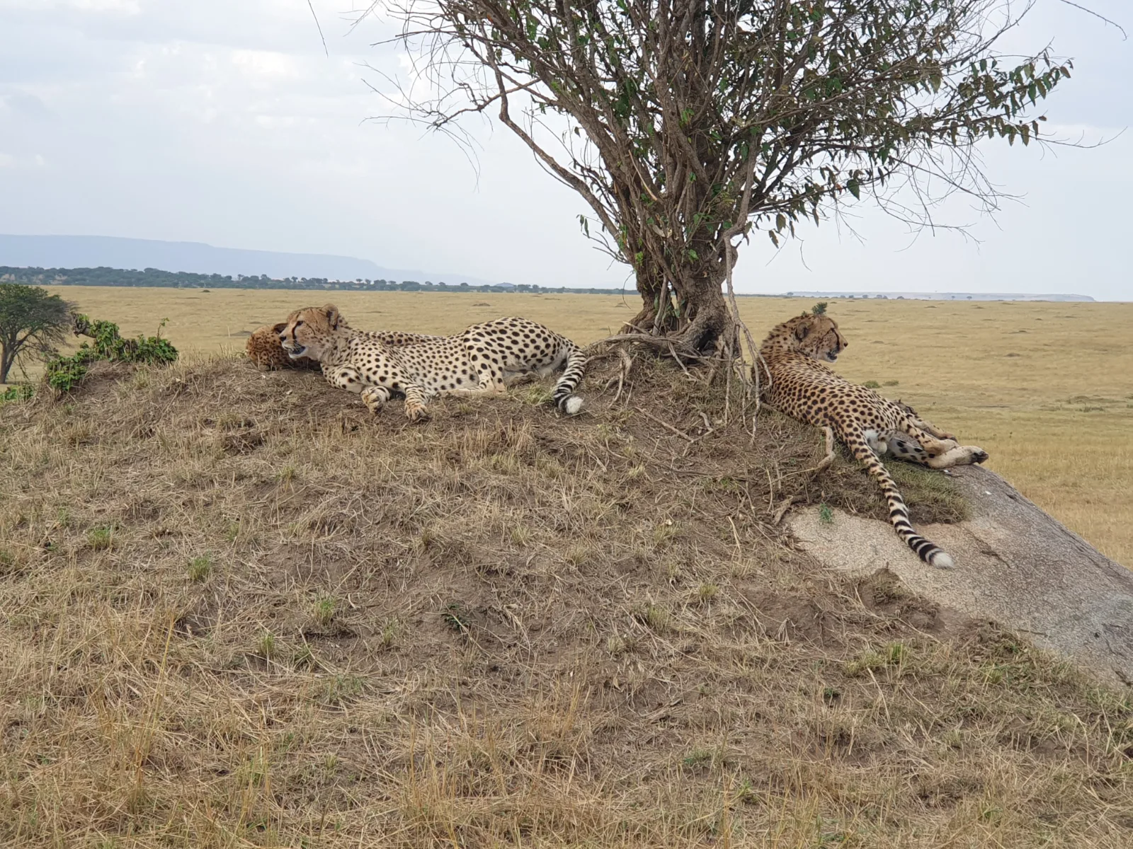 8- Days Victoria Falls to Okavango Budget Tour Safari gallery image