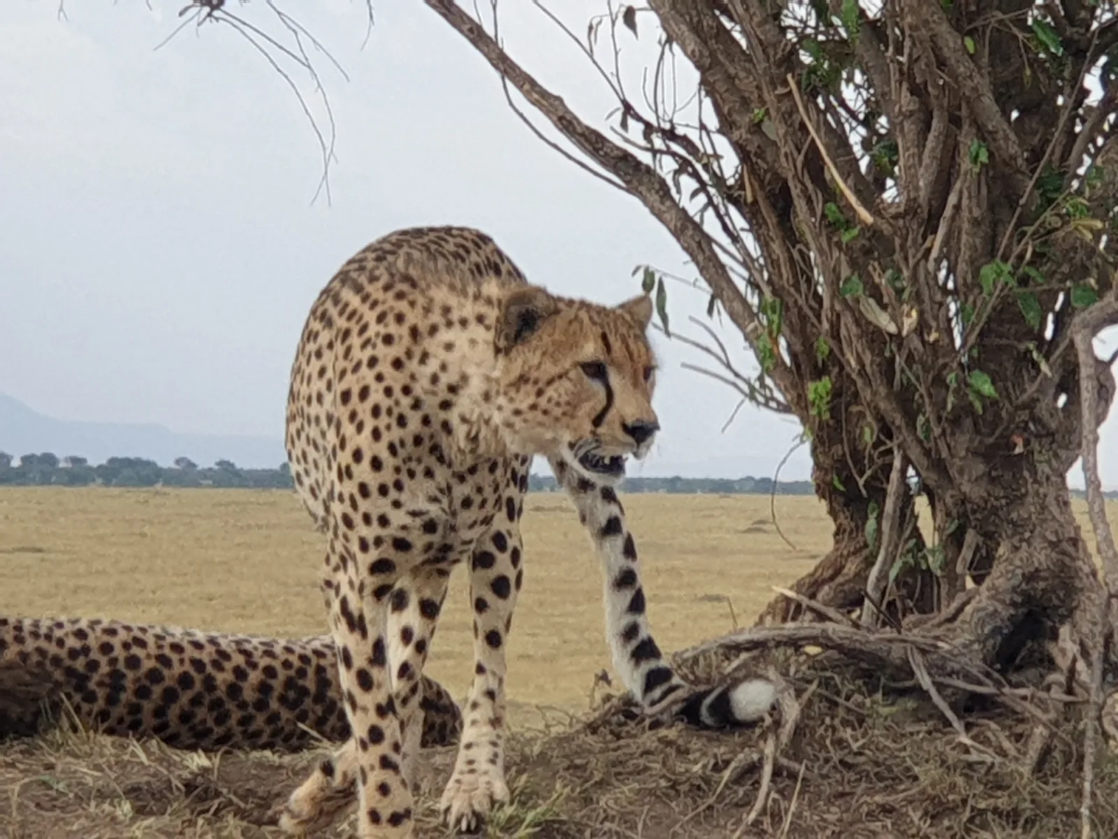 4-Day Big Five Chobe Park Botswana and Vic Falls Tour gallery image