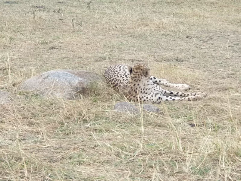 8-Day Hwange NP, Victoria Falls & Chobe National Park gallery image