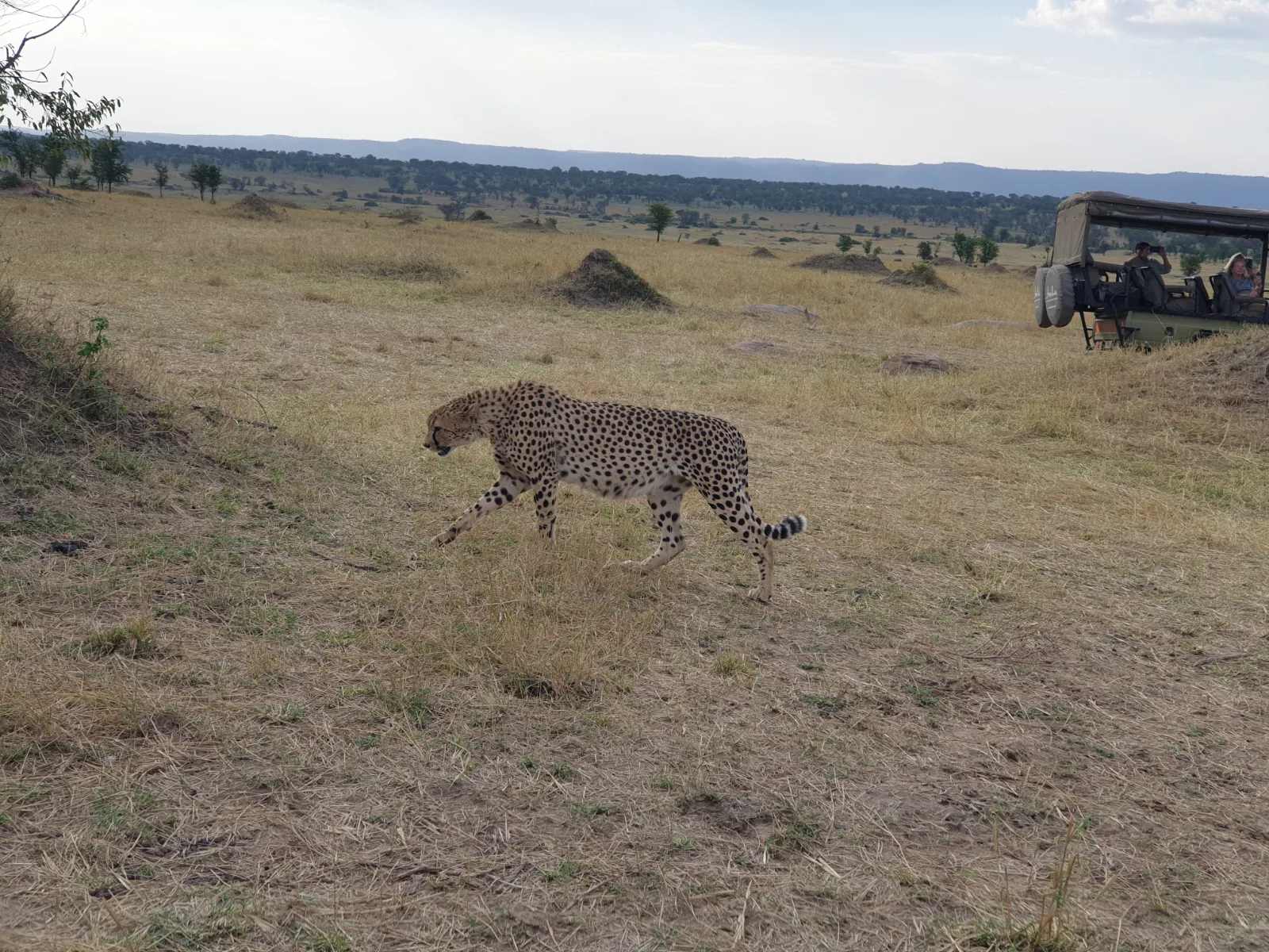 8 Days  3 Countries - Chobe NP, Victoria Falls & Hwange NP gallery image