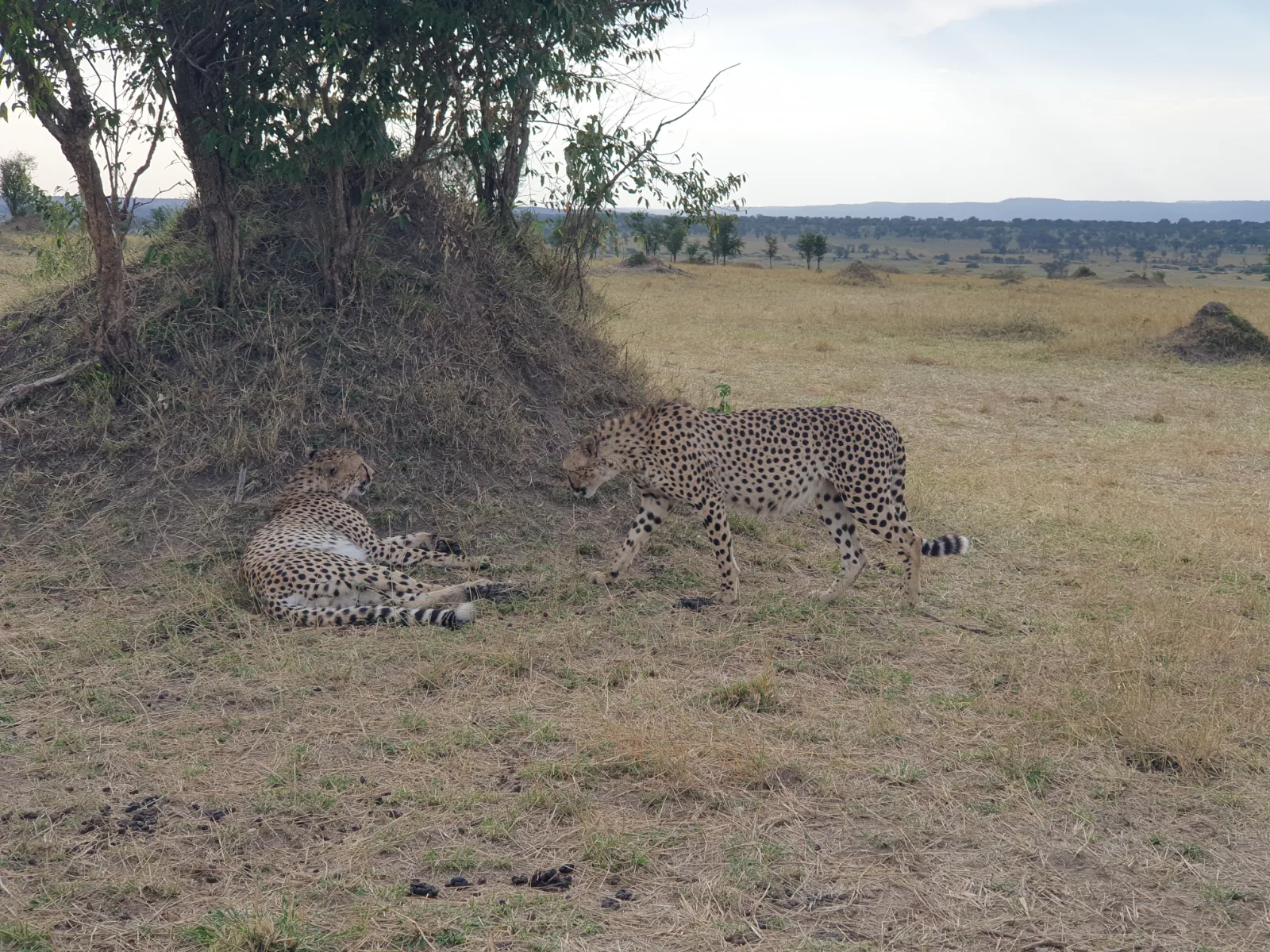 8 Days  Okavango Delta, Moremi, Savuti, Chobe & Vic Falls gallery image